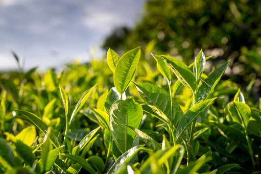 Big Beet L-Theanine derived from green tea